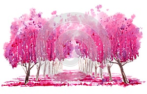 Blossom cherry tree alley.