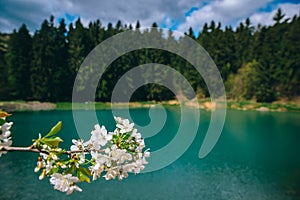 Rozkvitnutá čerešňa v krásnej jarnej prírode. Modré jazero, les a obloha v pozadí. Banská Štiavnica, Slovensko