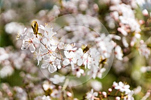 Blossom of a cherry tree