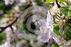 Blossom of the cherry tree with sun light as the sign of spring time. Spring Cherry blossoms, white flowers. Sunny spring day