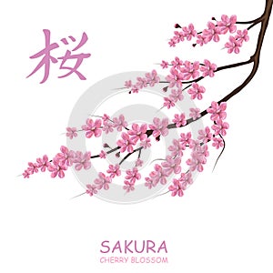 Blossom cherry tree. Traditional Japanese Sakura.