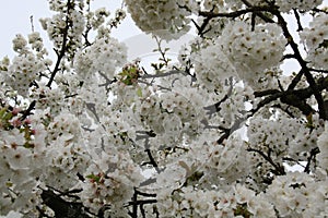 Blossom of cherry treee photo