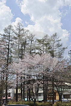 Blossom Cherry Trees close up from Kegon Falls place in Nikko National Park Japan