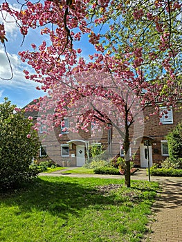 blossom of cherry trees in the park