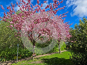 blossom of cherry trees in the park