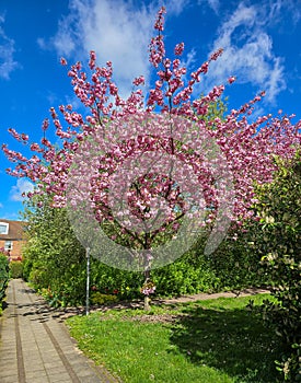 blossom of cherry trees in the park