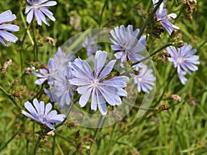 Blossom chicory Cichorium intybus