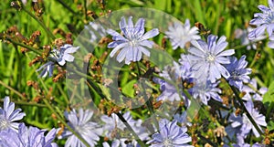 Blossom chicory Cichorium intybus