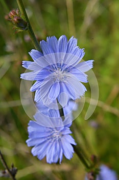 Blossom chicory Cichorium intybus