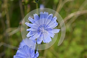 Blossom chicory Cichorium intybus