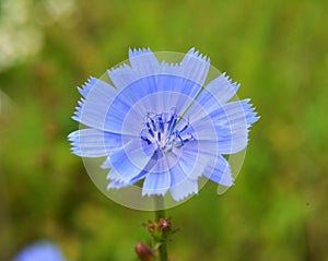 Blossom chicory Cichorium intybus