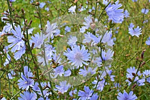 Blossom chicory Cichorium intybus