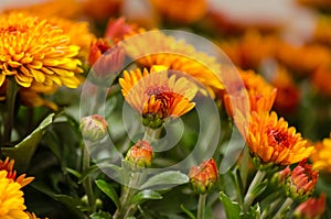 Blossom chrysanthemums red-orange-yellow texture for calendar