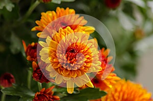 Blossom chrysanthemums red-orange-yellow texture for calendar