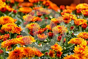 Blossom chrysanthemums red-orange-yellow texture for calendar