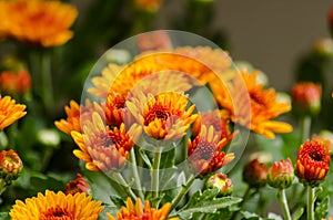 Blossom chrysanthemums red-orange-yellow texture for calendar