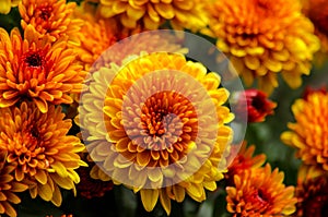 Blossom chrysanthemums red-orange-yellow texture for calendar