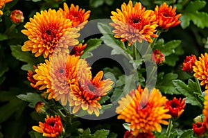 Blossom chrysanthemums red-orange-yellow texture for calendar