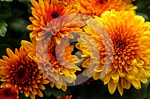 Blossom chrysanthemums red-orange-yellow texture for calendar