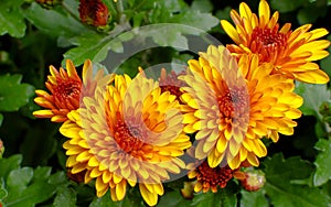 Blossom chrysanthemums red-orange-yellow texture for calendar