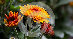 Blossom chrysanthemums red-orange-yellow texture for calendar