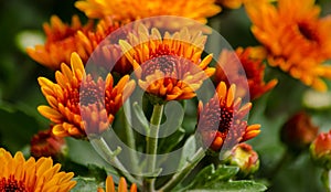 Blossom chrysanthemums red-orange-yellow texture for calendar