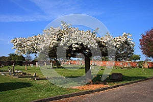 Blossom in the Churchyard