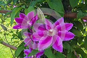Blossom clematis flower. Natural purple spring plant flower. Gardening concept background