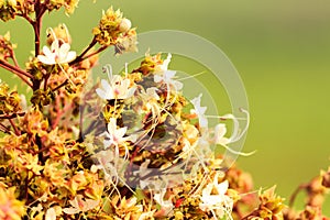 Blossom of Clerodendrum 1