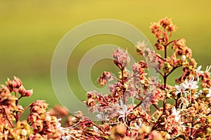 Blossom of Clerodendrum 3