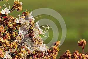 Blossom of Clerodendrum