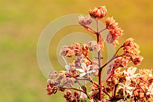 Blossom of Clerodendrum trichotomum 4