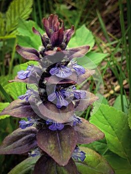 Blossom Collection: edible medicinal plants, power on my menu, the pyramidal bugle