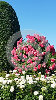 Blossom Colorful Sweet Pink Roses With Clear Blue Sky