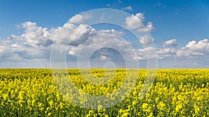 Blossom colza field and blue sky