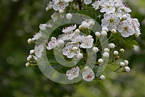 Blossom of common hawthorn or single-seeded hawthorn Crataegus monogyna in the spring