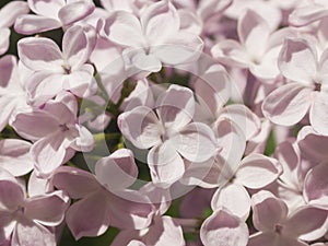 Blossom common lilac, Syringa vulgaris, background, macro, selective focus, shallow DOF