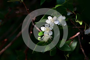 Blossom of a common myrtle, Myrtus communis