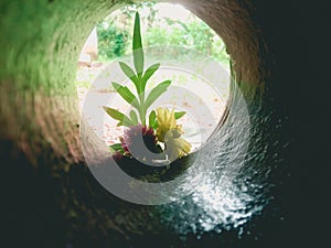 Blossom create new loook