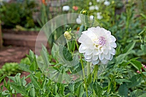 Blossom of Dahlia in autumn garden. Dahlia flower, closeup dahlia flower in full bloom in the garden