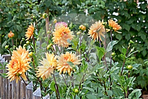 Blossom of Dahlia in autumn garden. Dahlia flower, closeup dahlia flower in full bloom in the garden