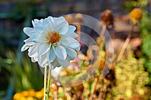 Blossom of Dahlia in autumn garden. Dahlia flower, closeup dahlia flower in full bloom in the garden