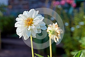 Blossom of Dahlia in autumn garden. Dahlia flower, closeup dahlia flower in full bloom in the garden