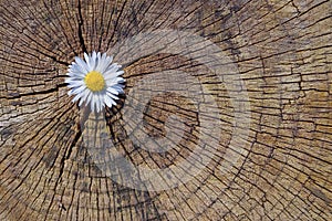 The blossom of a daisy is in the opening of an old tree trunk, which has been cut off and shows its annual rings, as a background