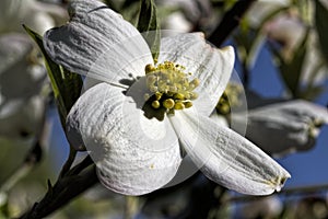 Alabama Dogwood Blossom Macro - Cornus florida photo