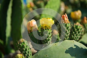 Blossom edible prickly pears (Opuntia ficus-indica) cactus plant