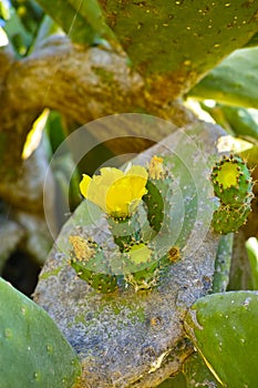 Blossom edible prickly pears (Opuntia ficus-indica) cactus plant