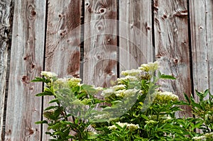 Blossom elderflowers by a wooden wall