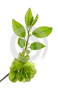 Blossom of the Elm tree