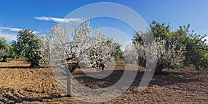 Blossom Enchantment in the Orchard